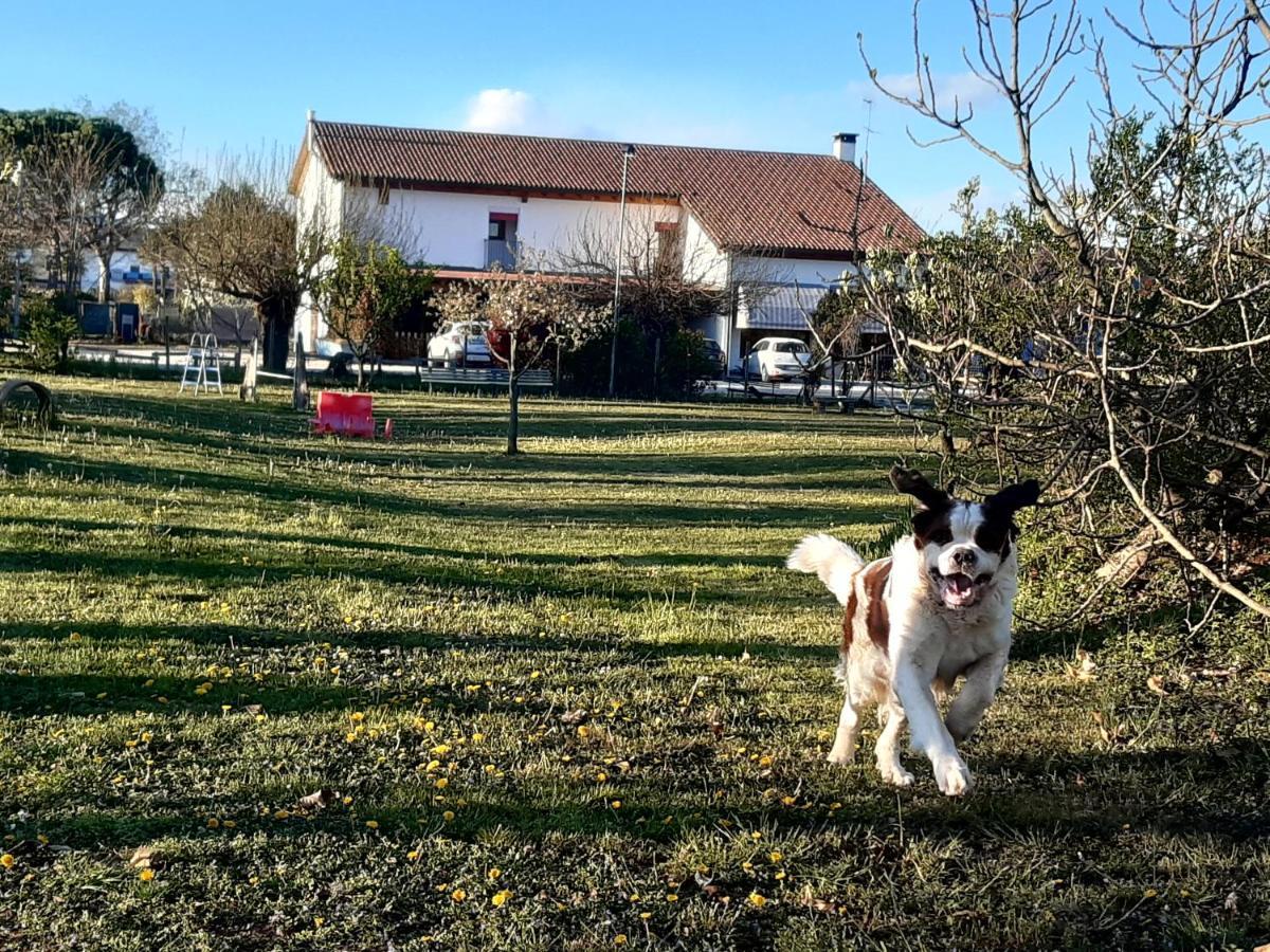 Agriturismo Il Podere Vedelago Con San Bernardo, Alpaca E Una Pentola Di Cose Da Scoprire Kültér fotó