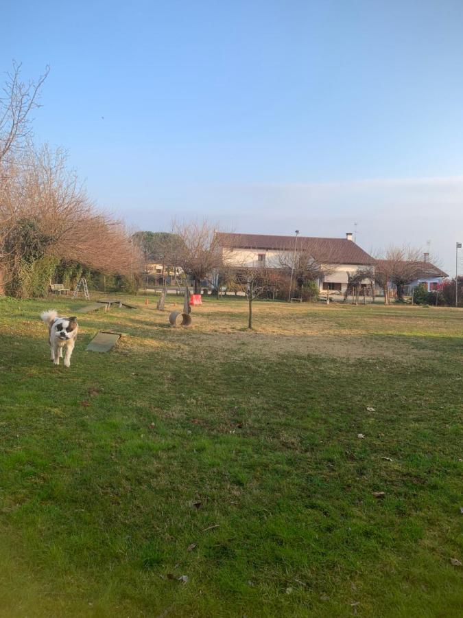 Agriturismo Il Podere Vedelago Con San Bernardo, Alpaca E Una Pentola Di Cose Da Scoprire Kültér fotó