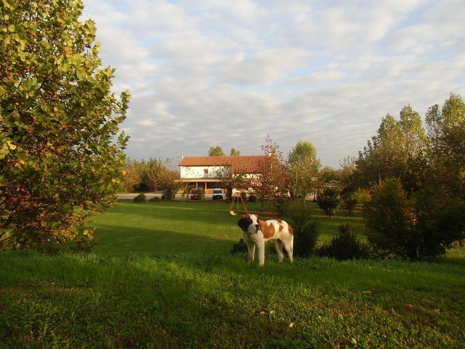 Agriturismo Il Podere Vedelago Con San Bernardo, Alpaca E Una Pentola Di Cose Da Scoprire Kültér fotó