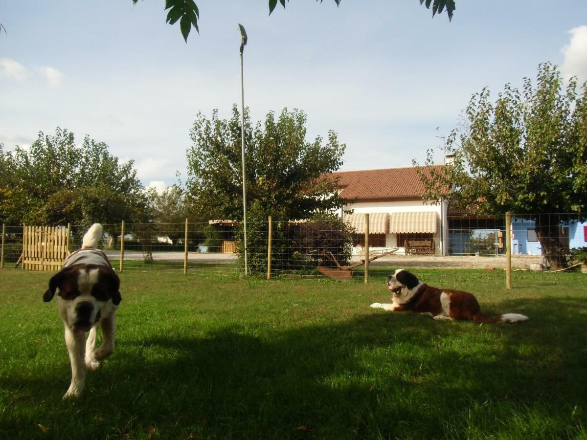 Agriturismo Il Podere Vedelago Con San Bernardo, Alpaca E Una Pentola Di Cose Da Scoprire Kültér fotó