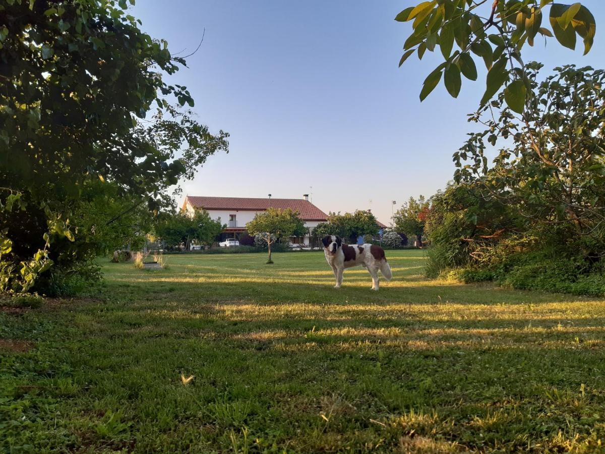 Agriturismo Il Podere Vedelago Con San Bernardo, Alpaca E Una Pentola Di Cose Da Scoprire Kültér fotó